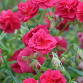 Helianthemum rojo